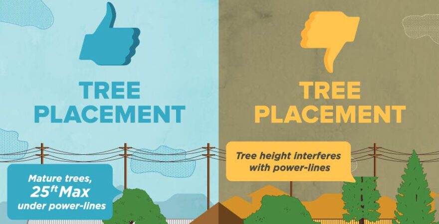Urban Forestry Program | City of Tacoma