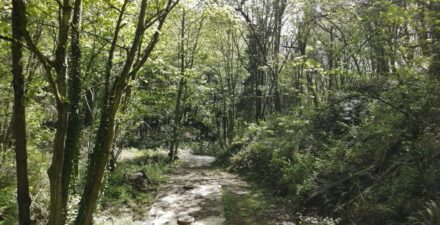 Trees in a gulch with dappled sunlight moving through the leaves. The understory is full of ferns and other green vegetation.