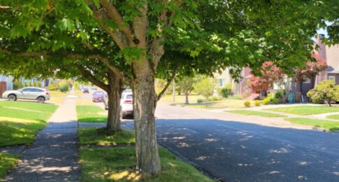 Trees